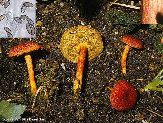 Boletus fraternus (Boletus_fraternus_1989_dg_2.jpg)
