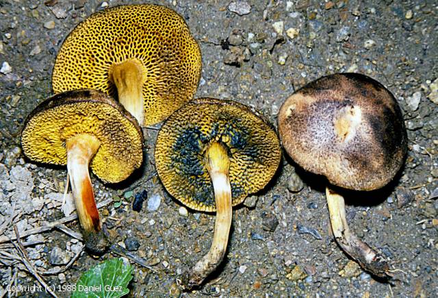 Boletus nigromaculatus (Boletus_nigromaculatus_1988_dg_1.jpg)