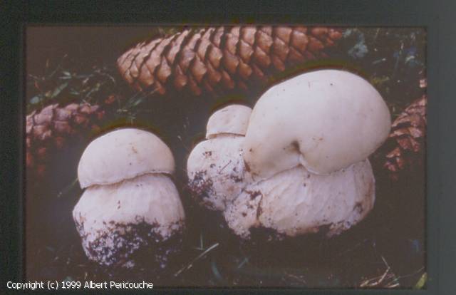 Boletus persoonii (Boletus_persoonii_1999_ap_1.jpg)