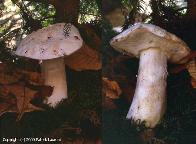 Boletus persoonii (Boletus_persoonii_2000_pl_1.jpg)