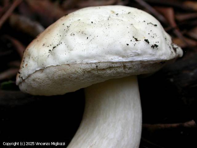 Boletus persoonii (Boletus_persoonii_2025_vm_1.jpg)