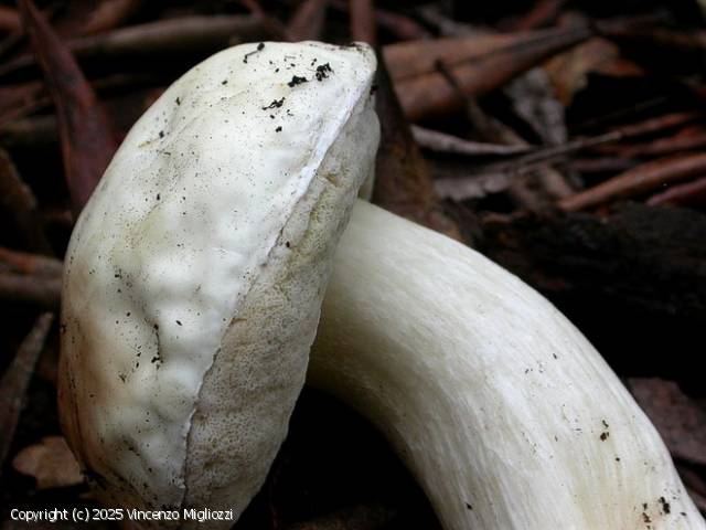 Boletus persoonii (Boletus_persoonii_2025_vm_4.jpg)