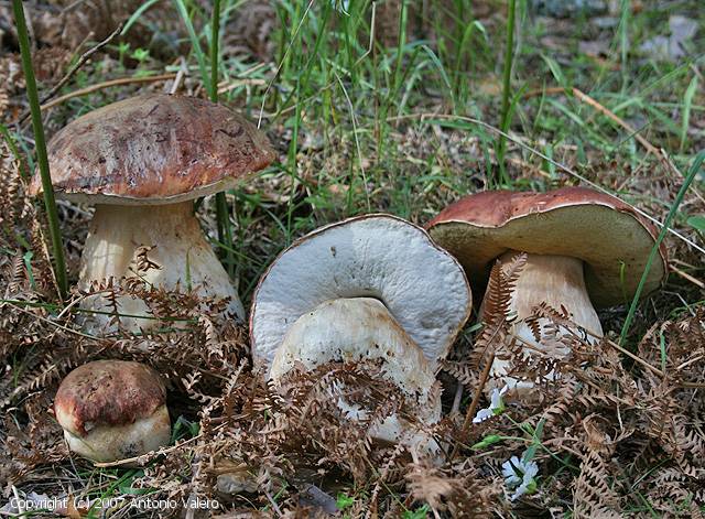 Boletus pinophilus (Boletus_pinophilus_2007_av_1.jpg)