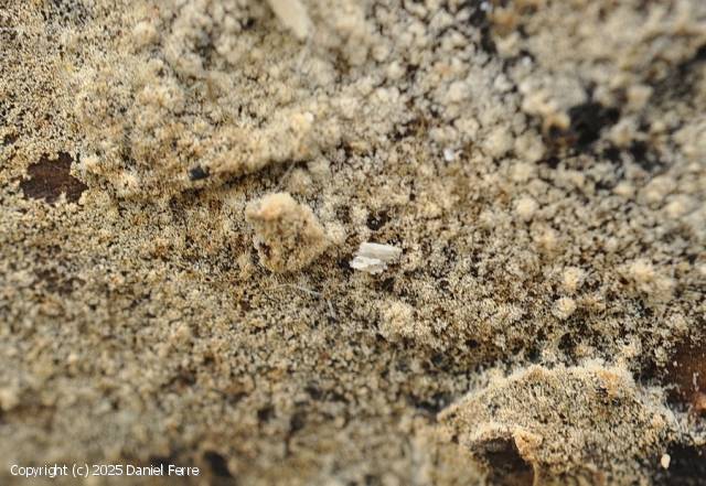 Botryobasidium laeve (Botryobasidium_laeve_2025_df_2.jpg)