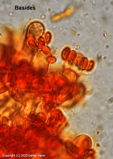 Botryobasidium laeve (Botryobasidium_laeve_2025_df_3.jpg)