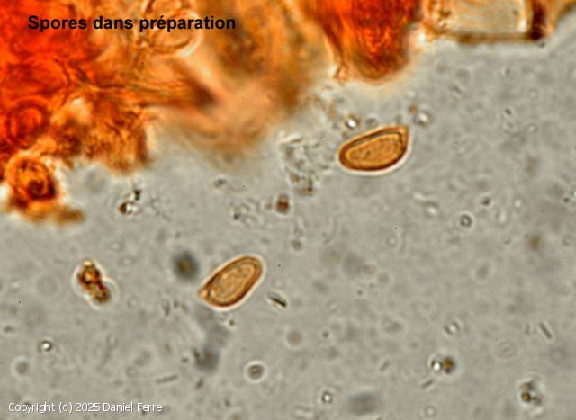 Botryobasidium laeve (Botryobasidium_laeve_2025_df_4.jpg)