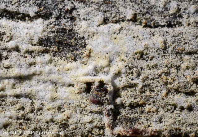 Botryobasidium vagum (Botryobasidium_vagum_2014_td_2.jpg)