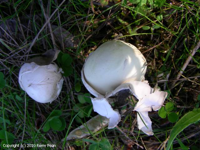 Bovista plumbea (Bovista_plumbea_2010_rp_1.jpg)