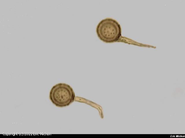 Bovista plumbea (Bovista_plumbea_2011_em_1.jpg)