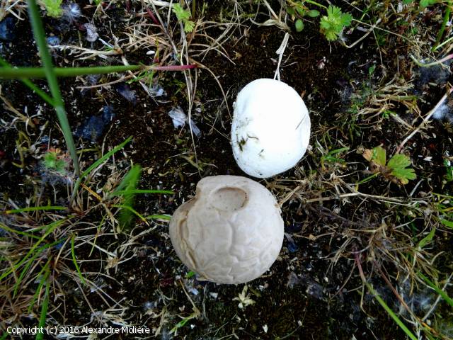 Bovista plumbea (Bovista_plumbea_2016_am_1.jpg)