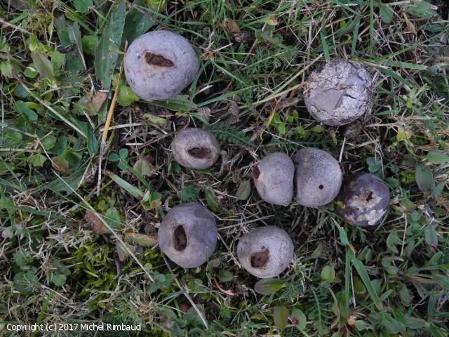 Bovista plumbea (Bovista_plumbea_2017_mr_1.jpg)