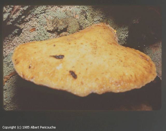 Buglossoporus quercinus (Buglossoporus_quercinus_1985_ap_1.jpg)