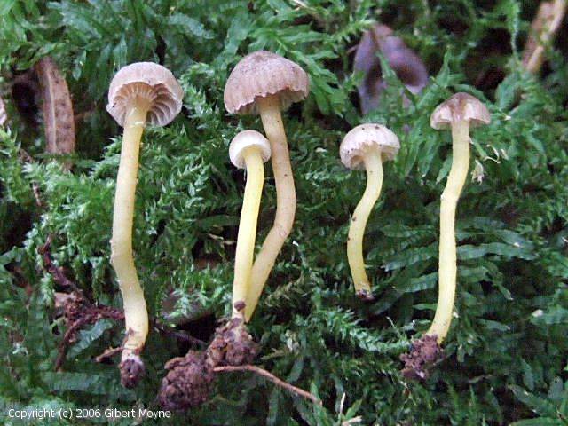 Camarophyllopsis phaeoxantha (Camarophyllopsis_phaeoxantha_2006_gm_2.jpg)