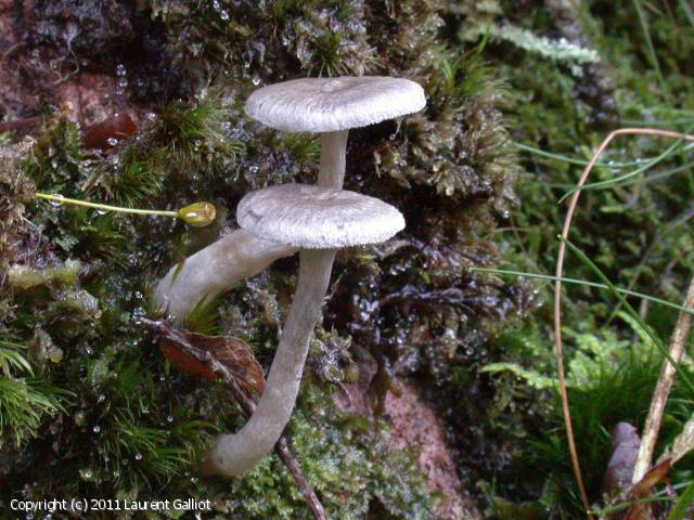 Cantharellula umbonata (Cantharellula_umbonata_2011_lg_1.jpg)