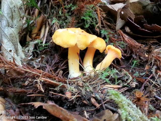 Cantharellus friesii (Cantharellus_friesii_2013_jc_1.jpg)