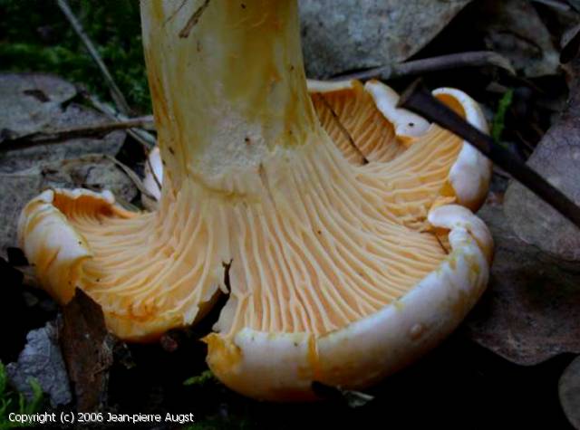 Cantharellus pallens (Cantharellus_pallens_2006_ja_1.jpg)