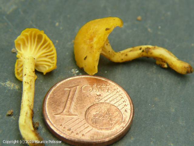 Cantharellus pseudominimus (Cantharellus_pseudominimus_2019_mp_1.jpg)