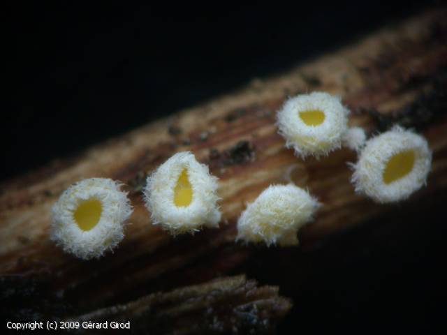 Capitotricha fagiseda (Capitotricha_fagiseda_2009_gg_2.jpg)