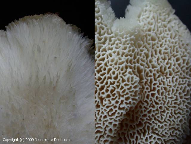 Climacocystis borealis (Climacocystis_borealis_2009_jd_2.jpg)