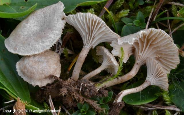Clitocybe collina (Clitocybe_collina_2017_am_1.jpg)