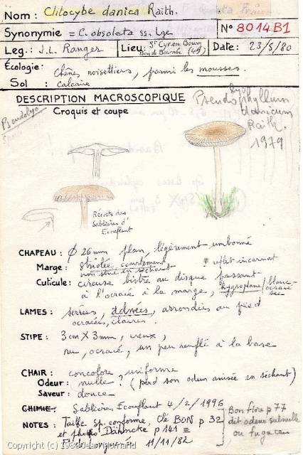 Clitocybe danica (Clitocybe_danica_1980_jm_1.jpg)