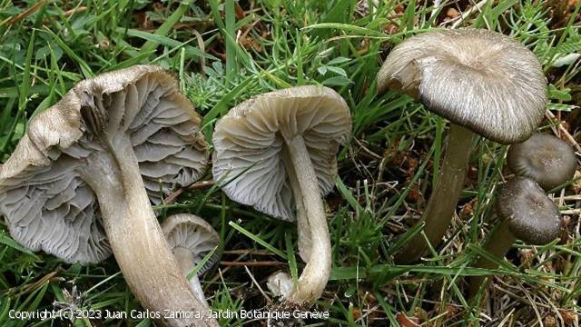 Clitocybula ellipsospora (Clitocybula_ellipsospora_2023_jczjbg_1.jpg)