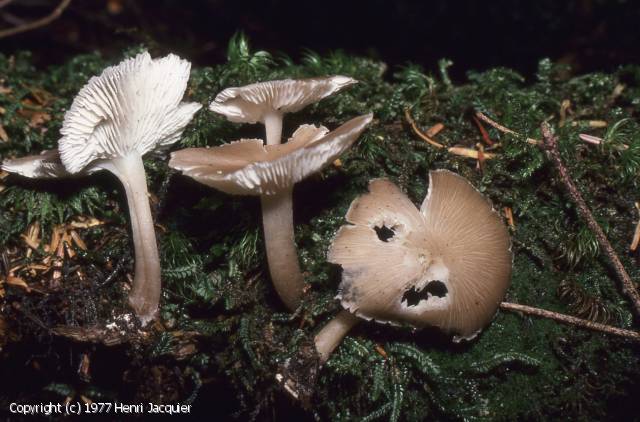 Clitocybula lacerata (Clitocybula_lacerata_1977_hj_1.jpg)