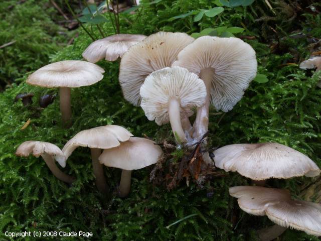 Clitocybula lacerata (Clitocybula_lacerata_2008_cp_1.jpg)