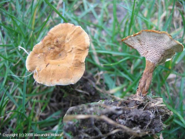 Coltricia perennis (Coltricia_perennis_2008_am_1.jpg)