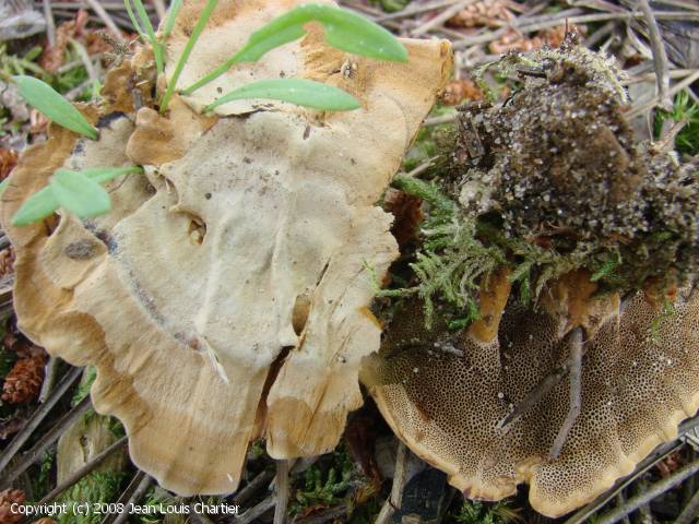 Coltricia perennis (Coltricia_perennis_2008_jlc_1.jpg)