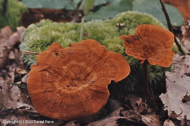 Coltricia perennis (Coltricia_perennis_2010_df_1.jpg)