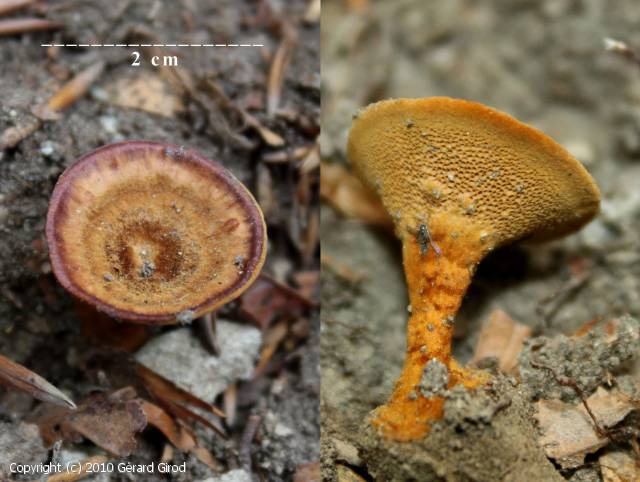 Coltricia perennis (Coltricia_perennis_2010_gg_1.jpg)
