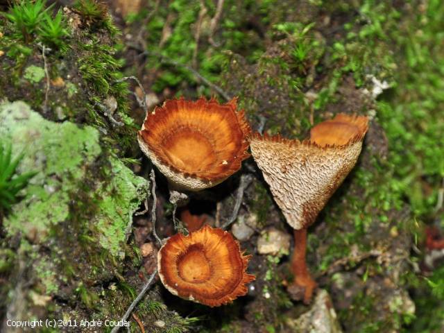 Coltricia perennis (Coltricia_perennis_2011_ac_1.jpg)