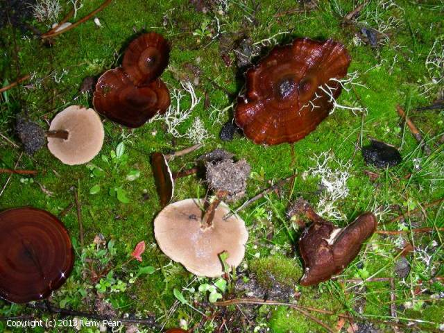 Coltricia perennis (Coltricia_perennis_2013_rp_1.jpg)