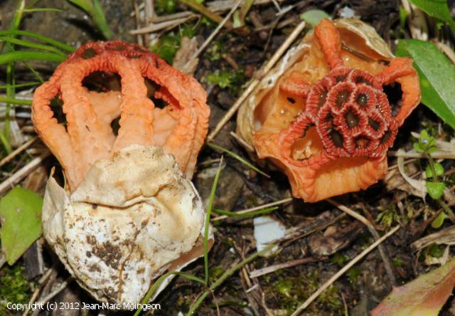 Colus hirudinosus (Colus_hirudinosus_2012_jm_2.jpg)