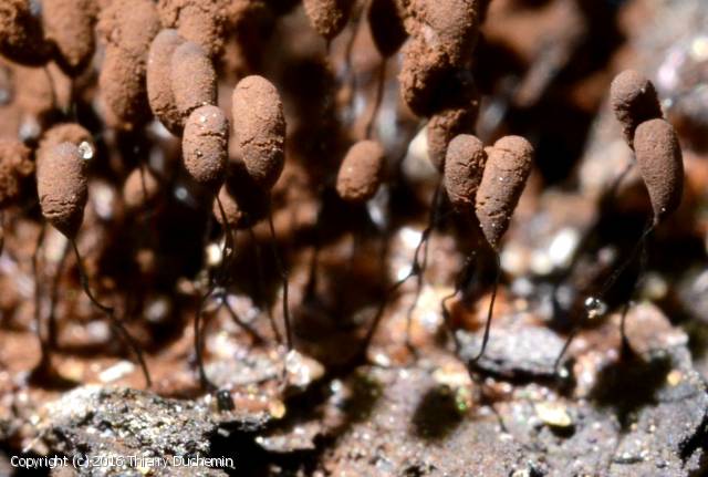 Comatricha alta (Comatricha_alta_2016_td_3.jpg)