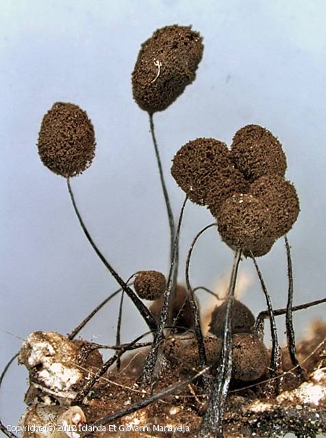 Comatricha nigra (Comatricha_nigra_2012_iegm_1.jpg)