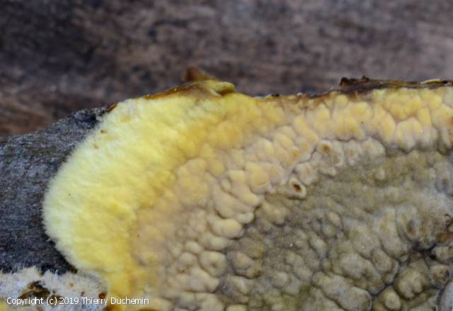 Coniophora puteana (Coniophora_puteana_2019_td_1.jpg)