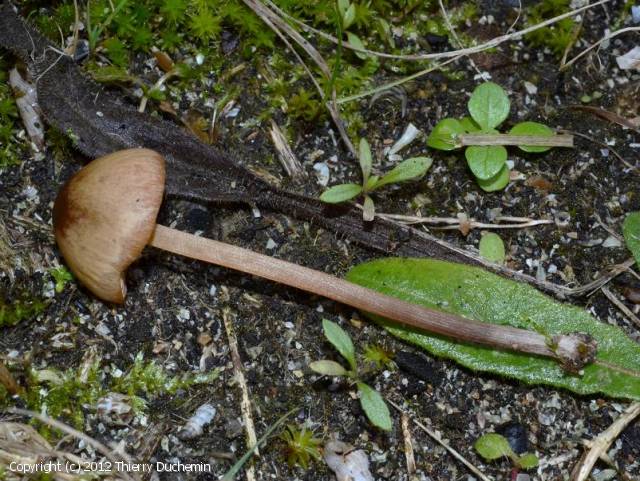 Conocybe macrocephala (Conocybe_macrocephala_2012_td_2.jpg)