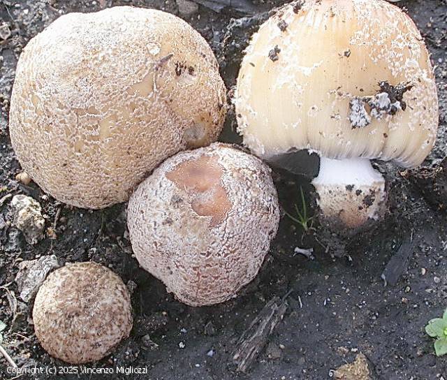 Coprinellus bipellis (Coprinellus_bipellis_2025_vm_3.jpg)