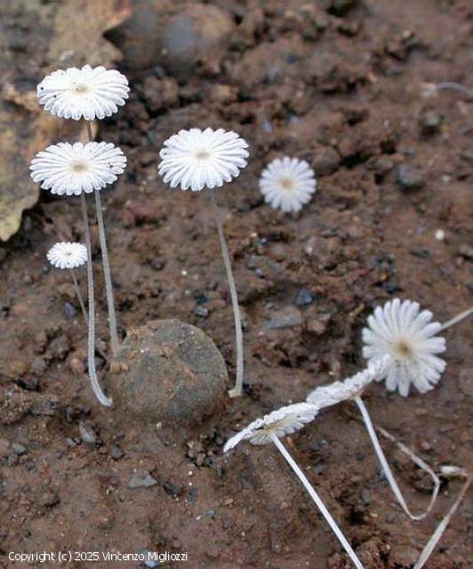 Coprinellus heptemerus (Coprinellus_heptemerus_2025_vm_1.jpg)