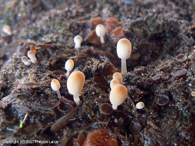 Coprinellus pellucidus (Coprinellus_pellucidus_2017_pl_1.jpg)