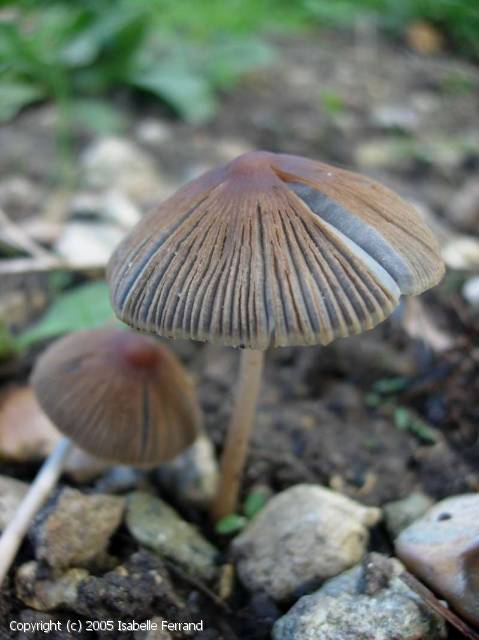 Coprinellus radians (Coprinellus_radians_2005_if_1.jpg)