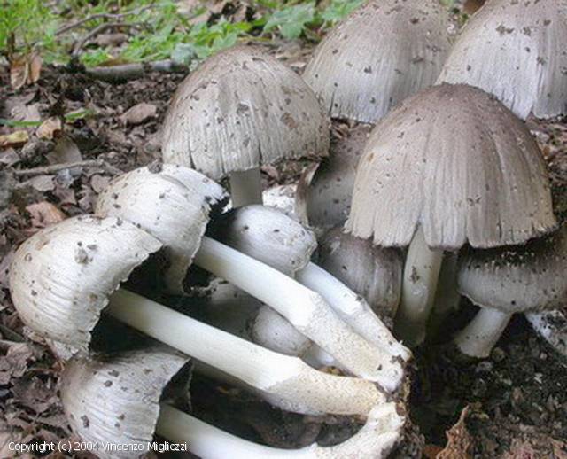 Coprinopsis atramentaria (Coprinopsis_atramentaria_2004_vm_1.jpg)
