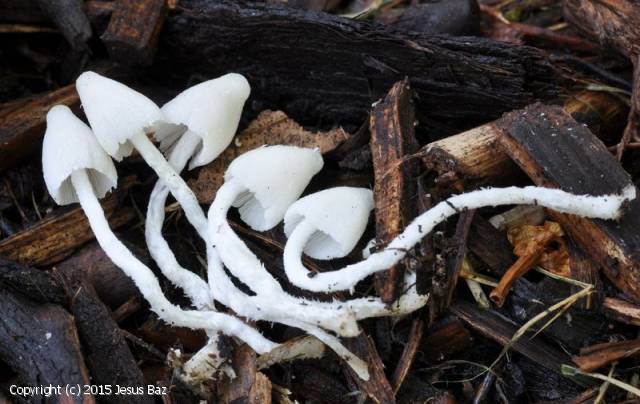 Coprinopsis lotinae (Coprinopsis_lotinae_2015_jb_1.jpg)