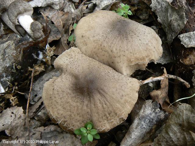 Coprinopsis melanthina (Coprinopsis_melanthina_2010_pl_1.jpg)