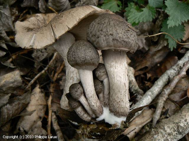 Coprinopsis melanthina (Coprinopsis_melanthina_2010_pl_2.jpg)