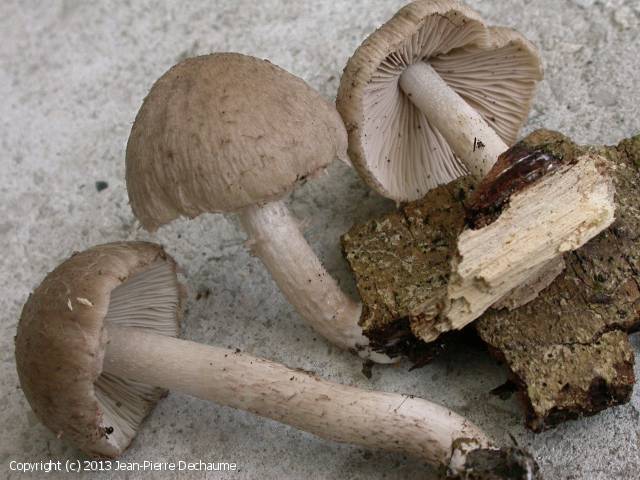 Coprinopsis melanthina (Coprinopsis_melanthina_2013_jd_1.jpg)