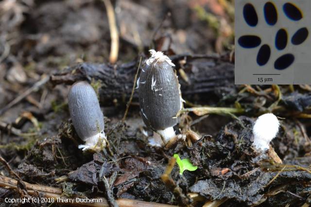 Coprinopsis radiata (Coprinopsis_radiata_2018_td_1.jpg)
