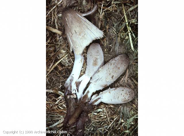 Coprinopsis radicans (Coprinopsis_radicans_1990_amc_2.jpg)